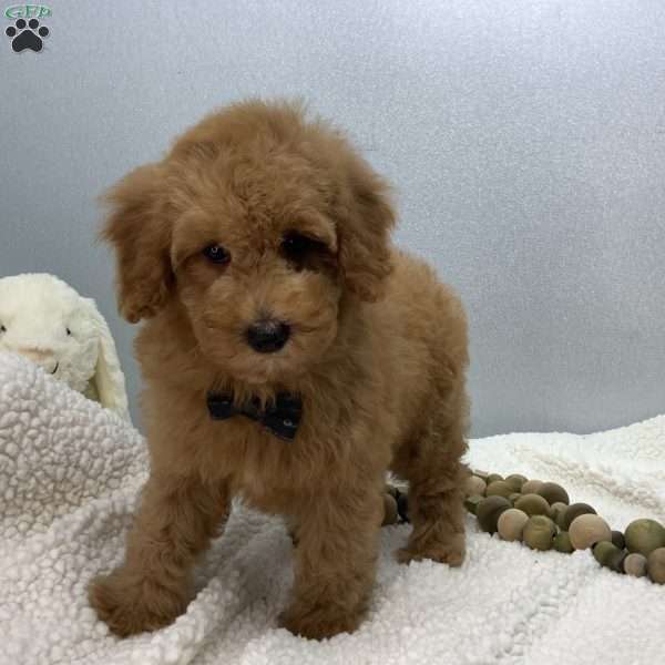 Caleb, Miniature Poodle Puppy